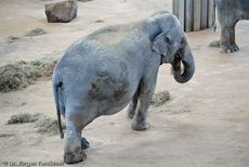 Asiatischer Elefant (1 von 21).jpg